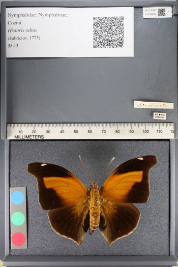 Media type: image;   Entomology 136813